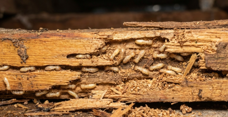 termites destroying wood